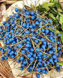 The Mystical Blue Olive: Unveiling the Nutritional Secrets of Elaeocarpus Serratus
