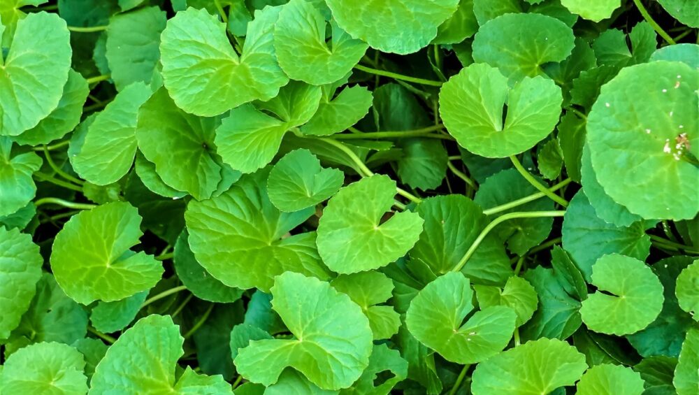 Discovering the Marvels of Gotu Kola: A Comprehensive Guide