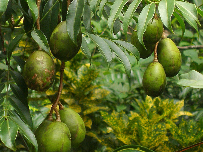 Ambarella: A Tropical Organic Superfood
